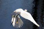 Snowy Egret In Flight - Sequence
