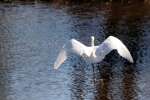 Snowy Egret In Flight - Sequence