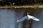 Snowy Egret In Flight - Sequence