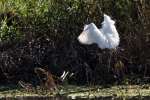 Snowy Egret In Flight - Sequence