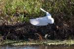 Snowy Egret In Flight - Sequence