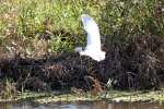 Snowy Egret In Flight - Sequence