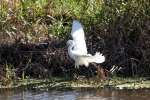 Snowy Egret In Flight - Sequence