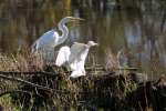 Great Egret with Juvenile
