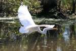 Great Egret in Flight - Sequence
