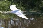 Great Egret in Flight - Sequence