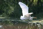 Great Egret in Flight - Sequence