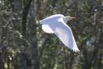 Cattle Egret In Flight - Sequence