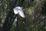 Cattle Egret In Flight - Sequence