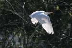 Cattle Egret In Flight - Sequence
