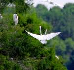 Great Egret