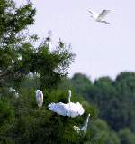Great Egret
