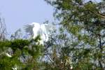 Great Egret