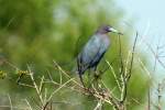 Reddish Egret - Dark Morph