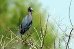 Reddish Egret - Dark Morph