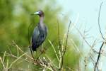 Reddish Egret - Dark Morph