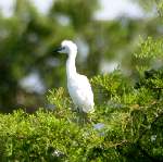 Snowy Egret 