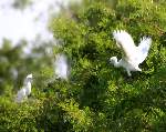 Snowy Egret 