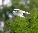 Snowy Egret 