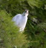Snowy Egret 