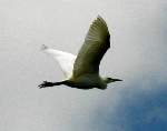 Snowy Egret 
