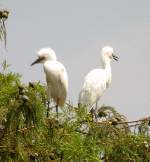 Snowy Egret 