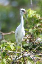 Snowy Egret 