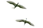 Great Egret  In flight