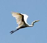 Great Egret
