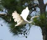Great Egret