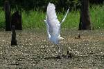 Great Egret 