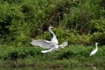Great Egret with Snowy Egrets