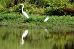 Great Egret with Snowy Egrets