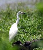 Snowy Egret
