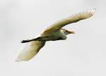 Cattle Egret