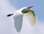 Cattle Egret