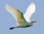 Cattle Egret