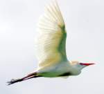 Cattle Egret
