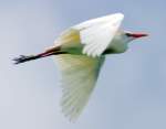 Cattle Egret