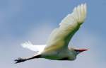 Cattle Egret
