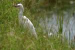 Snowy Egret 