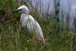 Snowy Egret 
