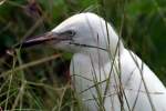 Snowy Egret 