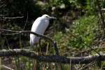 Snowy Egret 