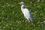Cattle Egret
