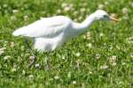 Cattle Egret