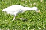 Cattle Egret