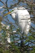 Great Egret 
