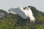 Great Egret 