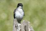 Eastern Kingbird